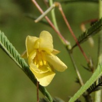 Chamaecrista mimosoides (L.) Greene